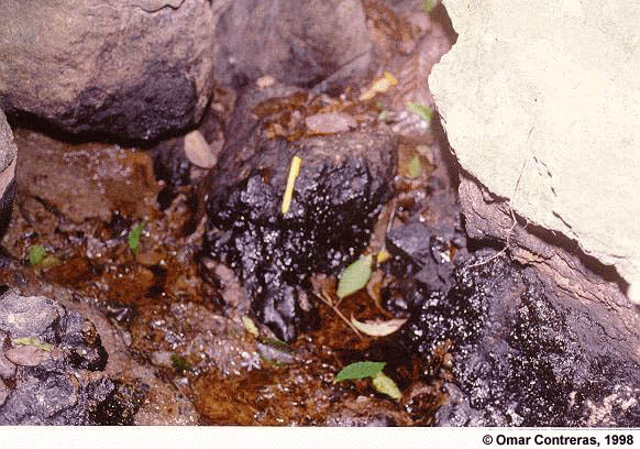 Detalle del Mene Cosme