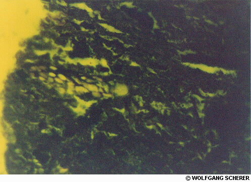 Foto de Microscopio 1